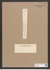 Synedra sp. (de-Toni-Nr.: Genus 66) Zeichnungen Sammlung Grunow Nr. 5378 (NHMW-BOT-W0373804)